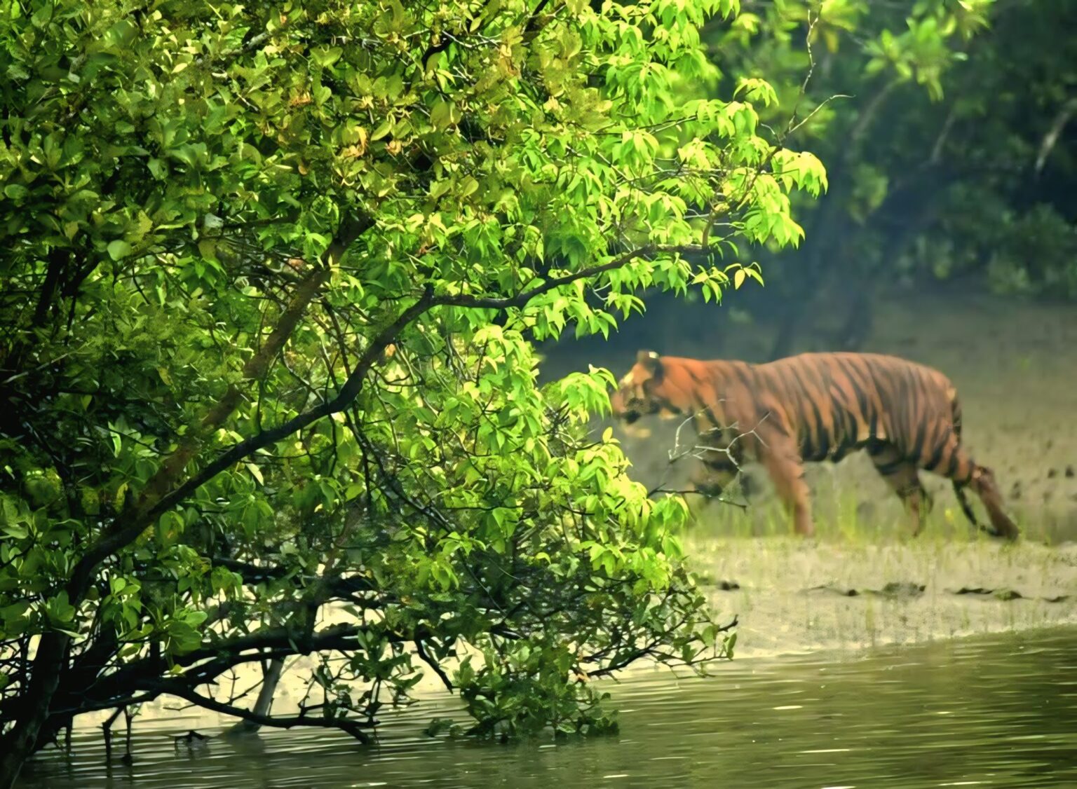 Sundarban2