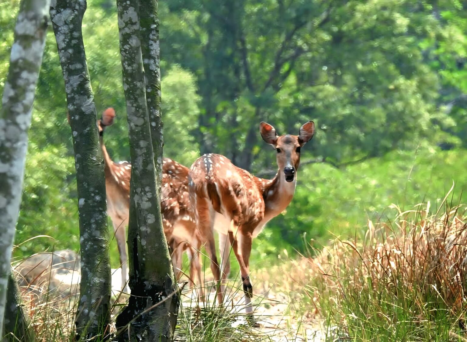 sundarban6