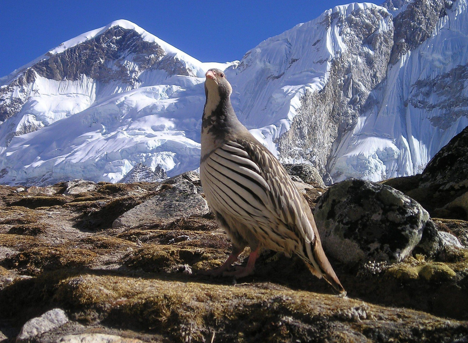 nepal-412_1920